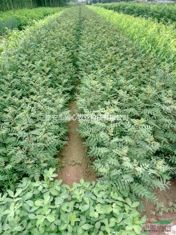 花椒苗種植批發(fā)基地-泰安同心農(nóng)業(yè)果樹苗