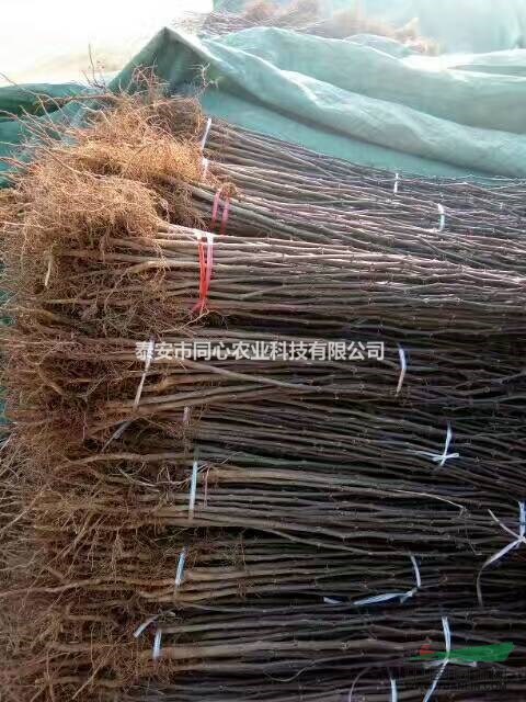 花椒苗種植批發(fā)基地-泰安同心農(nóng)業(yè)果樹苗