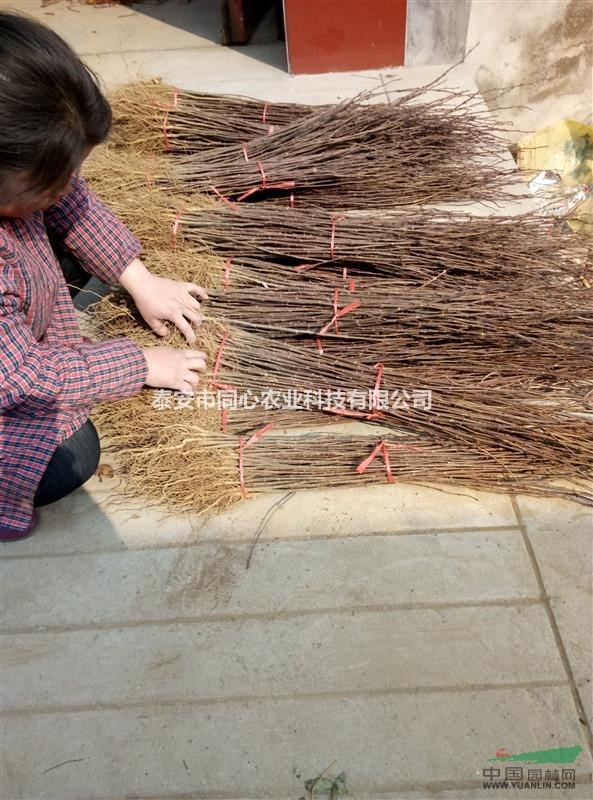 基地批發(fā)0.5-1公分粗優(yōu)質(zhì)大紅袍，九葉青花椒苗 免運(yùn)費(fèi)