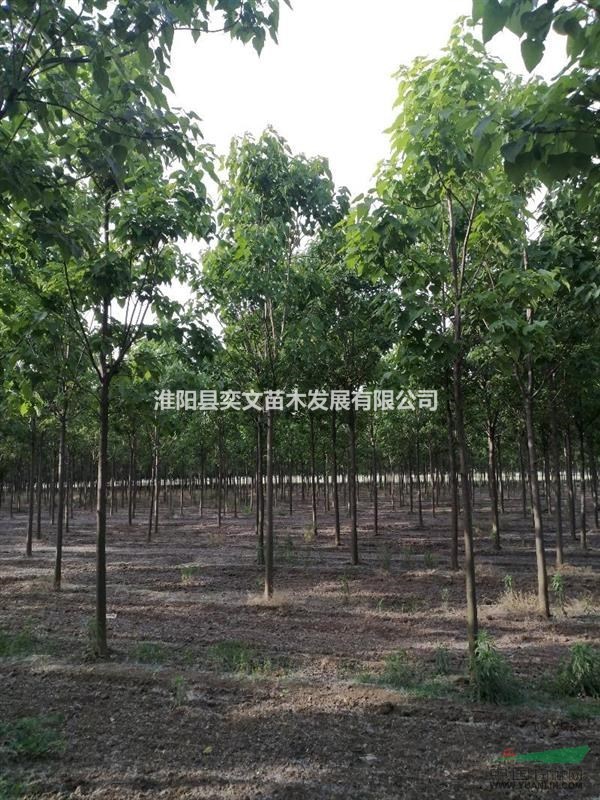 供應(yīng)1-30公分精品楸樹、金絲楸、灰皮楸、梓樹苗