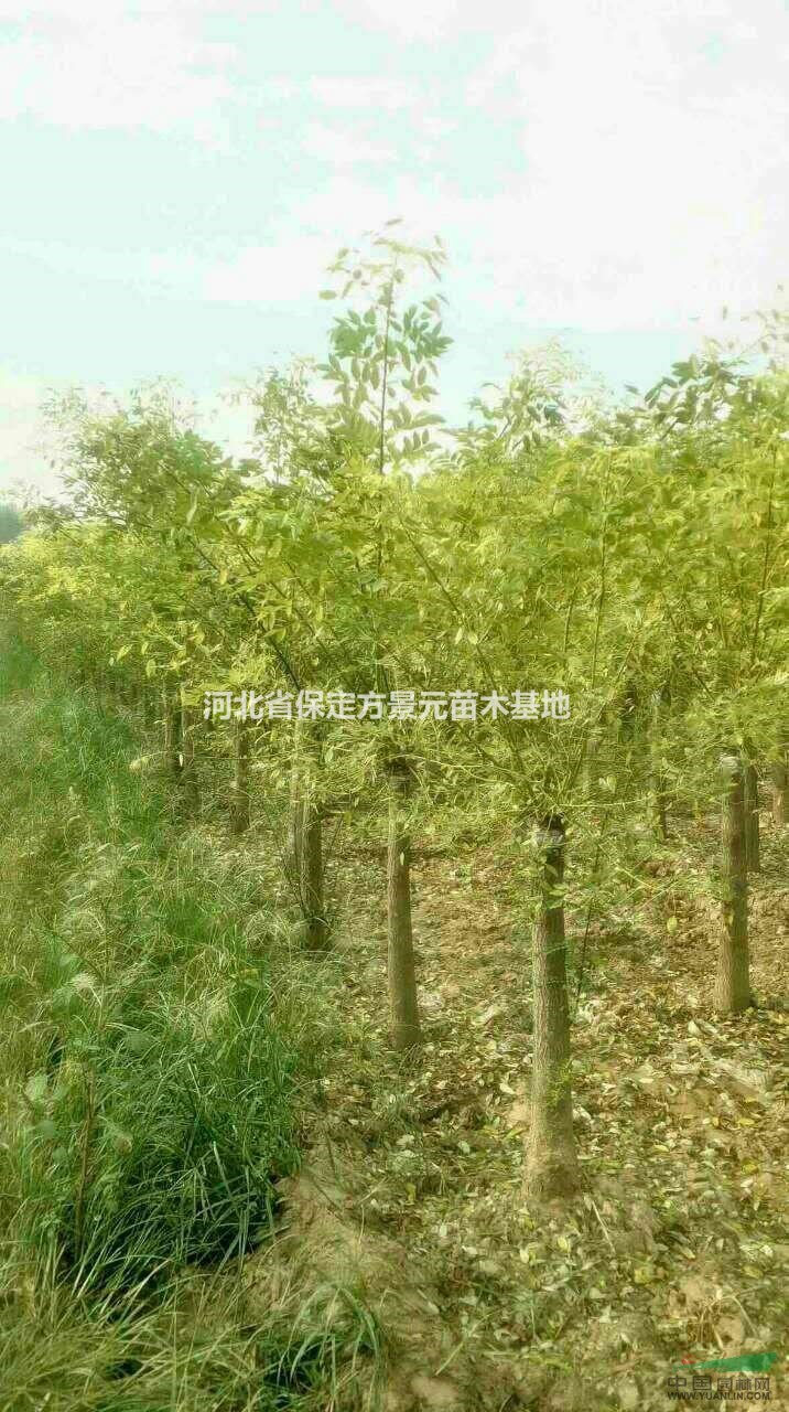 河北保定金枝槐報(bào)價(jià)格優(yōu)惠 保定金枝槐批發(fā)