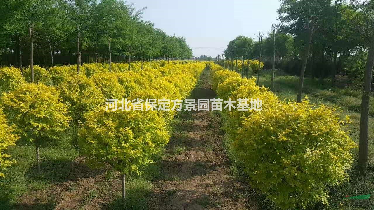 河北保定金葉白蠟 金葉白蠟 國(guó)槐  金葉榆價(jià)格優(yōu)惠