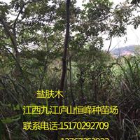 鹽膚木1-9公分