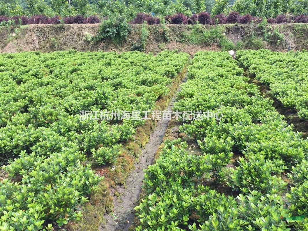 十大功勞毛球 四季桂毛球 夏鵑毛球 蕭山各類(lèi)毛球