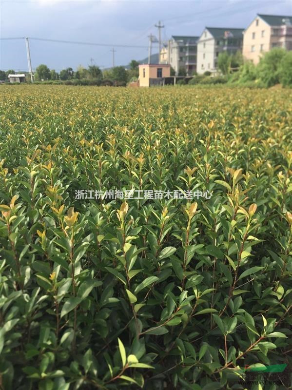 四季桂,紅葉石楠小杯 蕭山毛球,蕭山小苗.杯苗.工程用苗配送