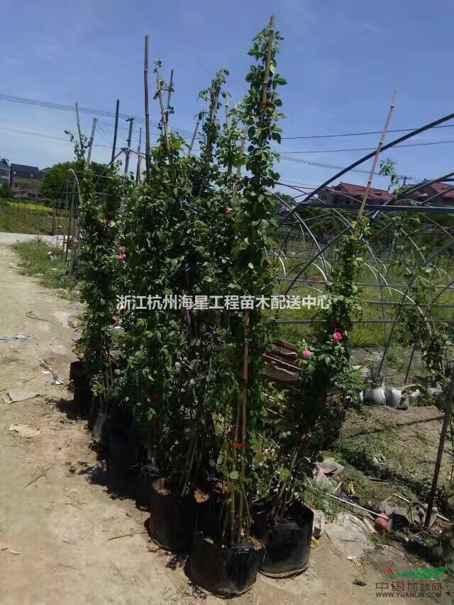 溲疏 藤本月季 蕭山毛球,蕭山小苗.杯苗.工程用苗配送