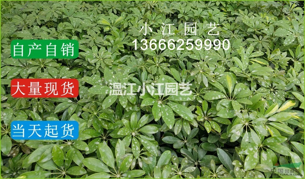 鴨腳木苗價(jià)格成都 四川鴨腳木苗批發(fā)價(jià)格 鴨腳木苗基地價(jià)格溫江