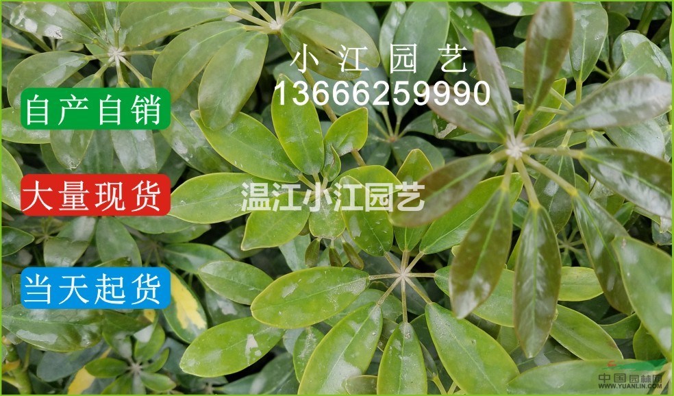 鴨腳木苗價(jià)格成都 四川鴨腳木苗批發(fā)價(jià)格 鴨腳木苗基地價(jià)格溫江