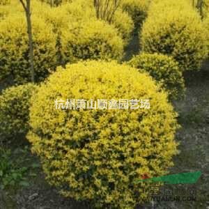 蕭山供應(yīng)大量金禾女貞 冠80-1.5米