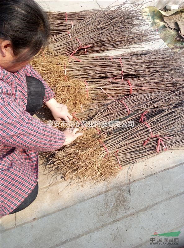 大紅袍花椒苗生產(chǎn)廠家