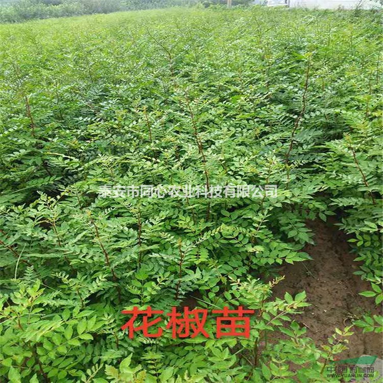 當年生花椒苗多少錢一棵 一年生花椒苗價格