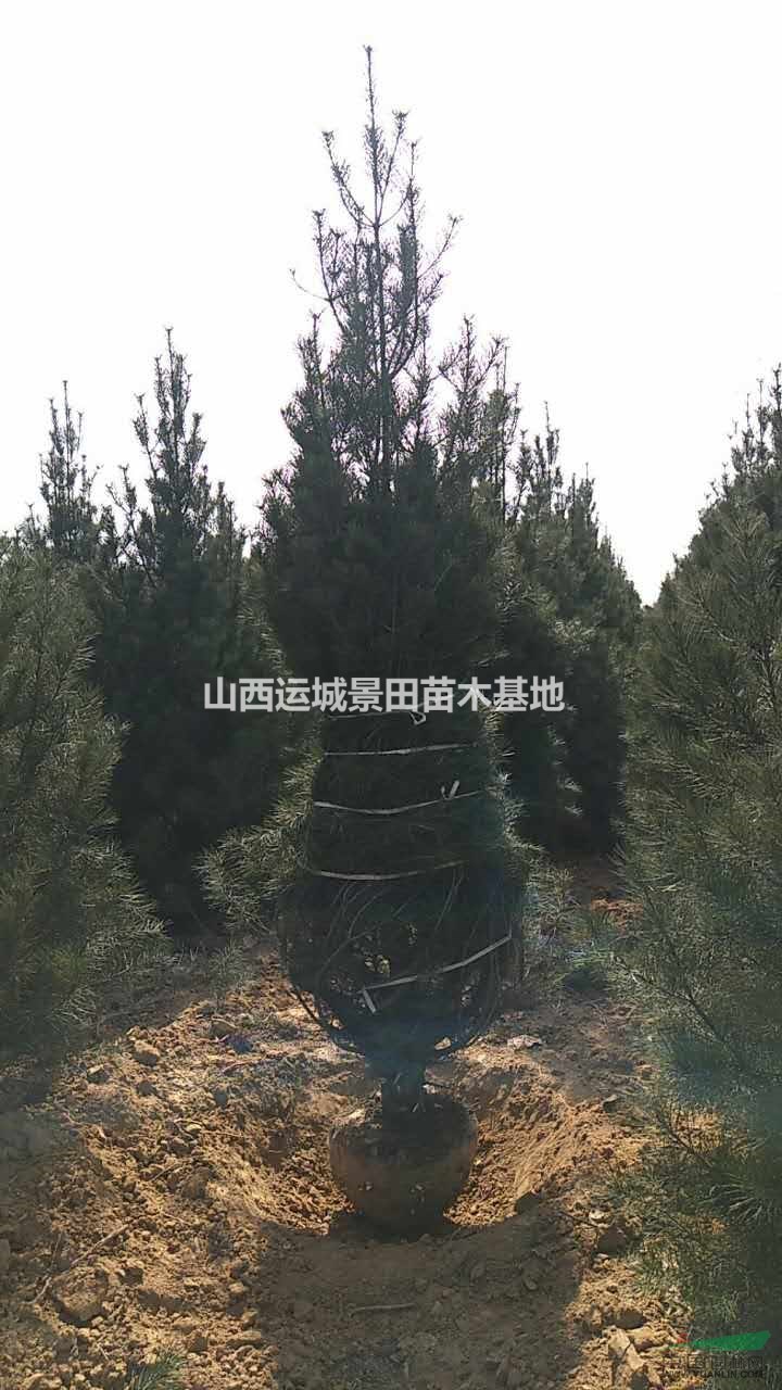 哪里有白皮松？白皮松山西什么地方多？占地白皮松多少錢一棵？