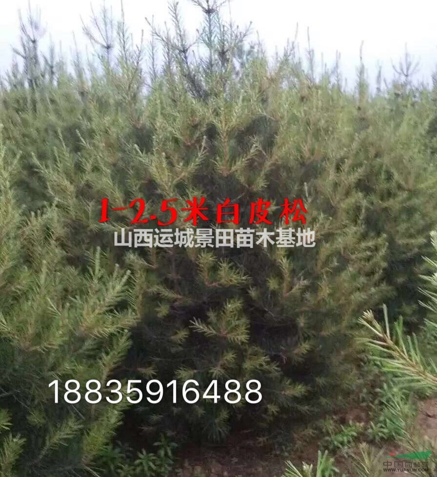 哪里有白皮松？白皮松山西什么地方多？占地白皮松多少錢一棵？