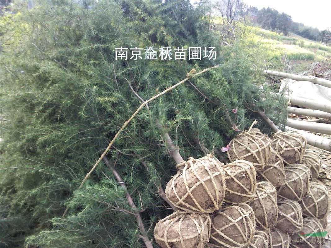 雪松2米高裝車價格