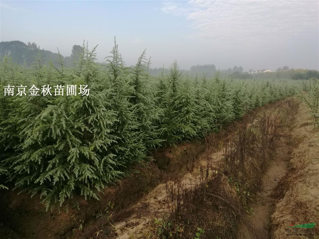 雪松2米高裝車價格