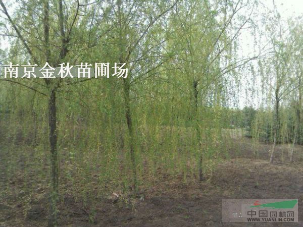 12公分垂柳裝車(chē)價(jià)格多少