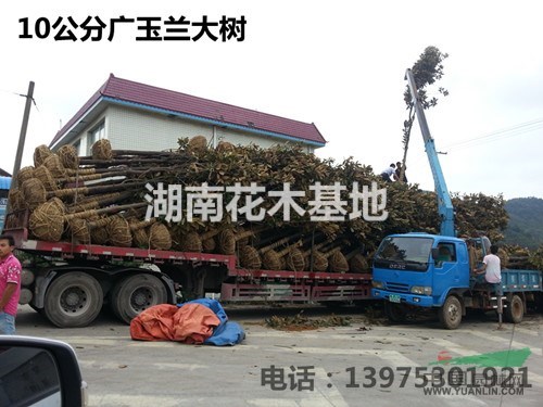 湖南广玉兰-浏阳广玉兰-全冠苗首选