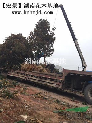 湖南广玉兰-浏阳广玉兰-全冠苗首选