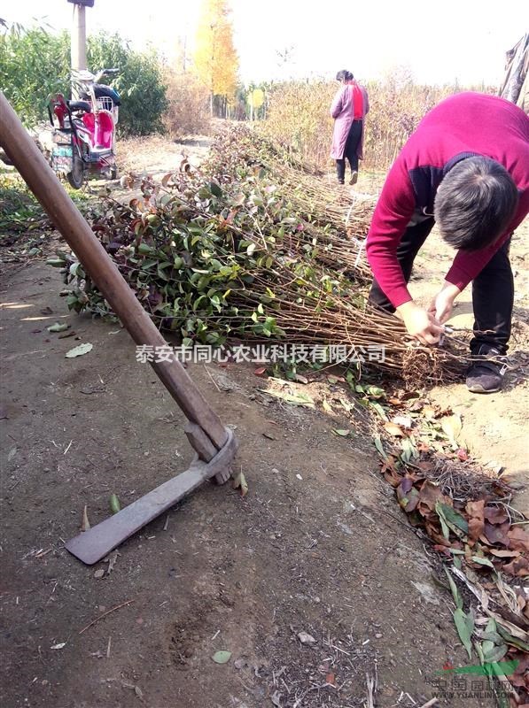 杜梨苗基地 杜梨苗批發(fā)基地