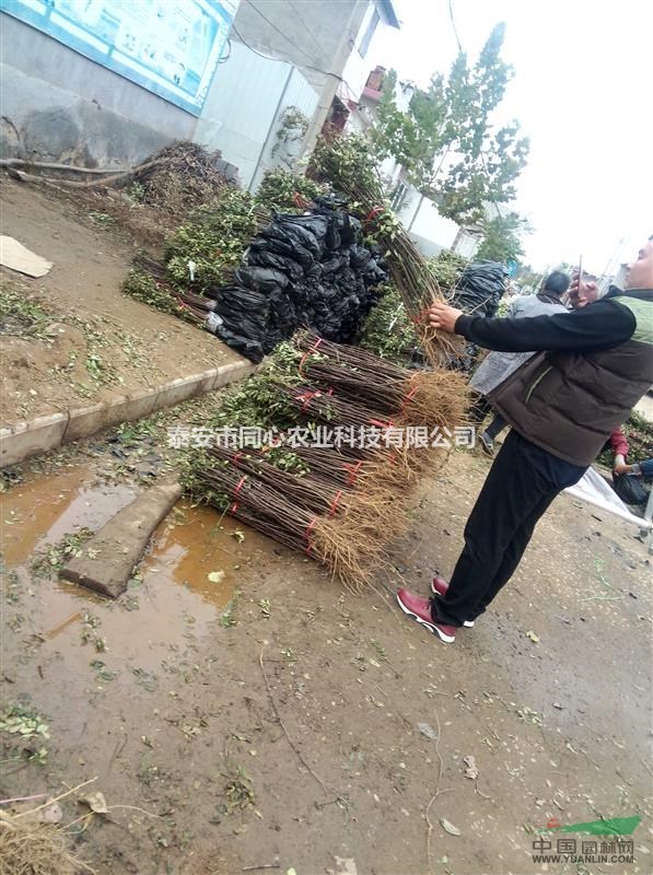 大紅袍花椒苗種子 花椒苗批發(fā)基地