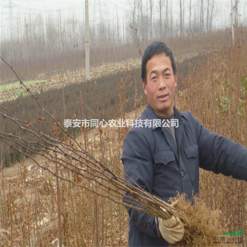大紅袍花椒苗種子 花椒苗批發(fā)基地