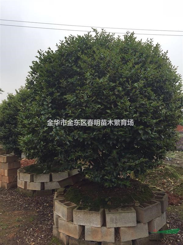 茶梅球