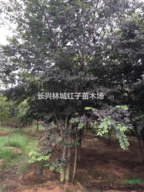 浙江提供8公分朴树