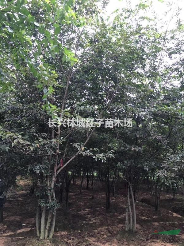 浙江提供8公分朴树