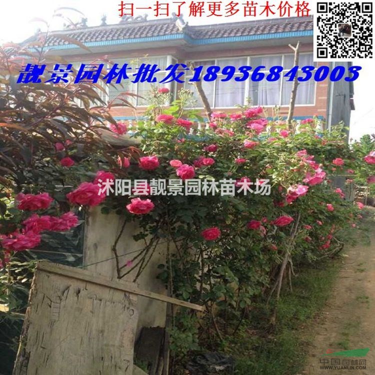 蔷薇月季地栽苗,无刺蔷薇图片,有刺蔷薇多花色,大花蔷薇地栽苗