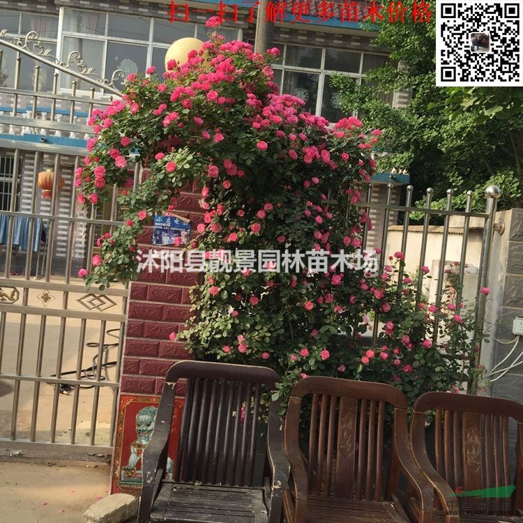 蔷薇月季地栽苗,无刺蔷薇图片,有刺蔷薇多花色,大花蔷薇地栽苗