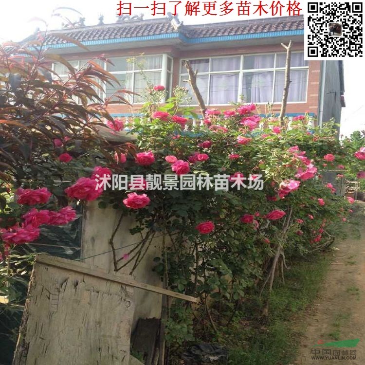 蔷薇月季地栽苗,无刺蔷薇图片,有刺蔷薇多花色,大花蔷薇地栽苗