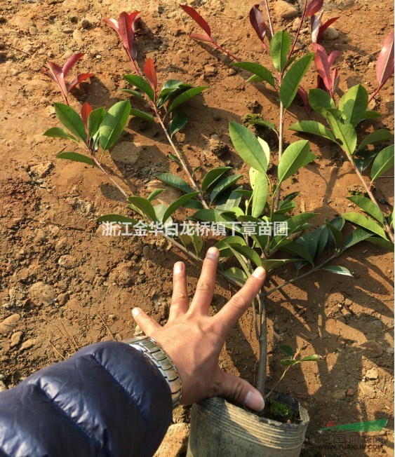 賣(mài)南方紅葉石楠小苗圃基地上盆苗在哪里買(mǎi)報(bào)價(jià)格是多少錢(qián)容器袋苗