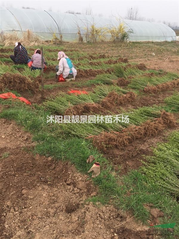 水蜡籽播苗基地,水蜡地栽苗,江苏沭阳水蜡60公分高行情