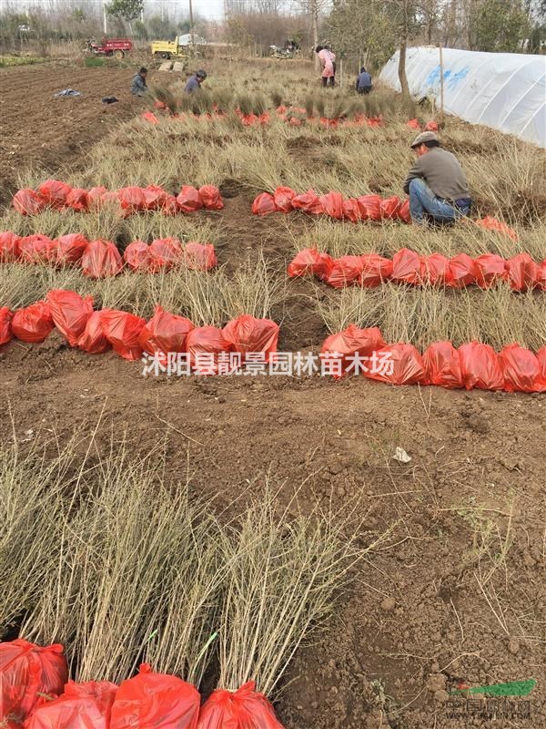 水蜡籽播苗基地,水蜡地栽苗,江苏沭阳水蜡60公分高行情