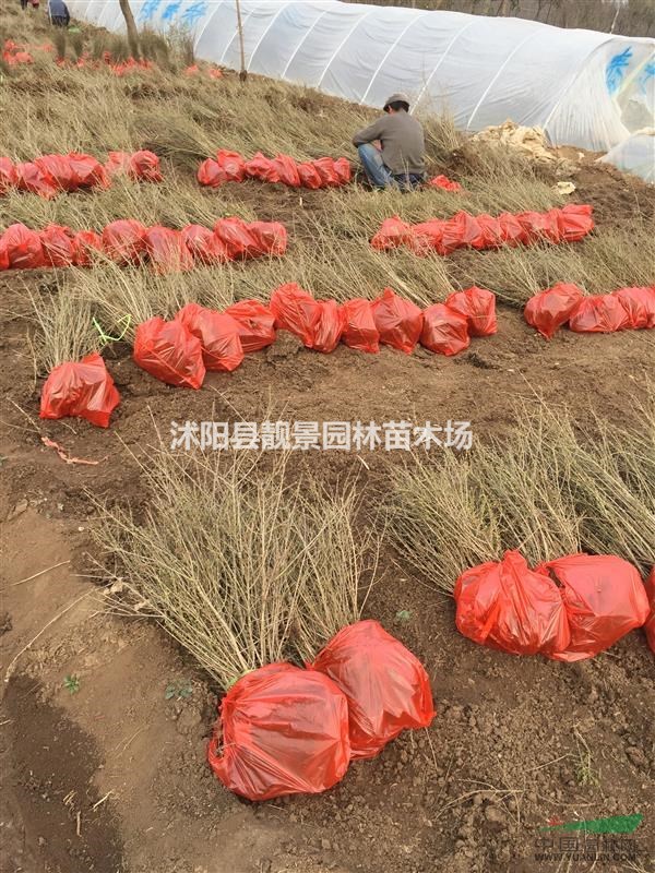 水蜡籽播苗基地,水蜡地栽苗,江苏沭阳水蜡60公分高行情