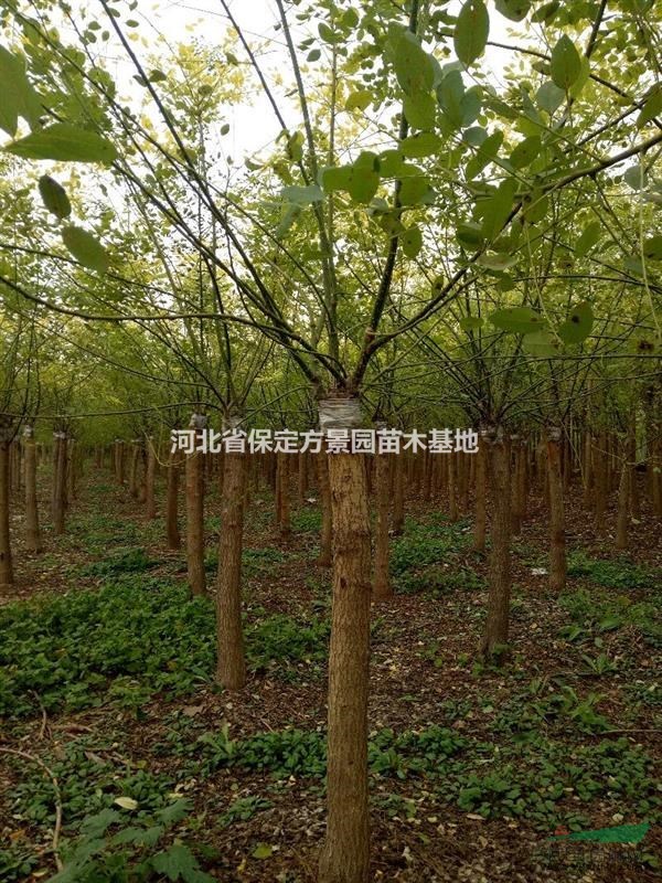河北保定批發(fā)金葉槐基地價格優(yōu)惠