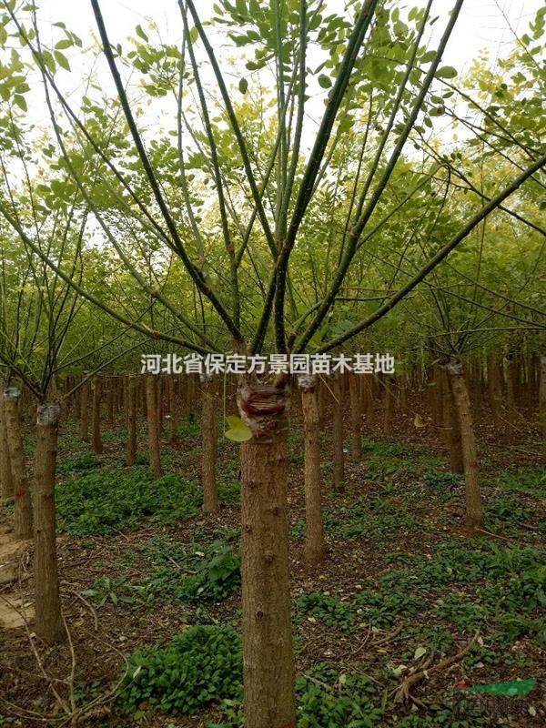 河北保定批發(fā)金葉槐基地價格優(yōu)惠