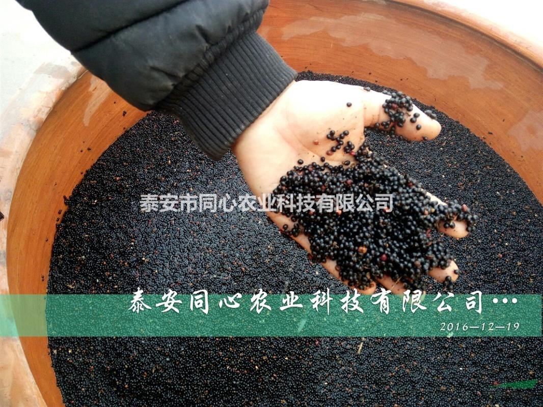 大紅袍花椒苗病蟲害防治方法