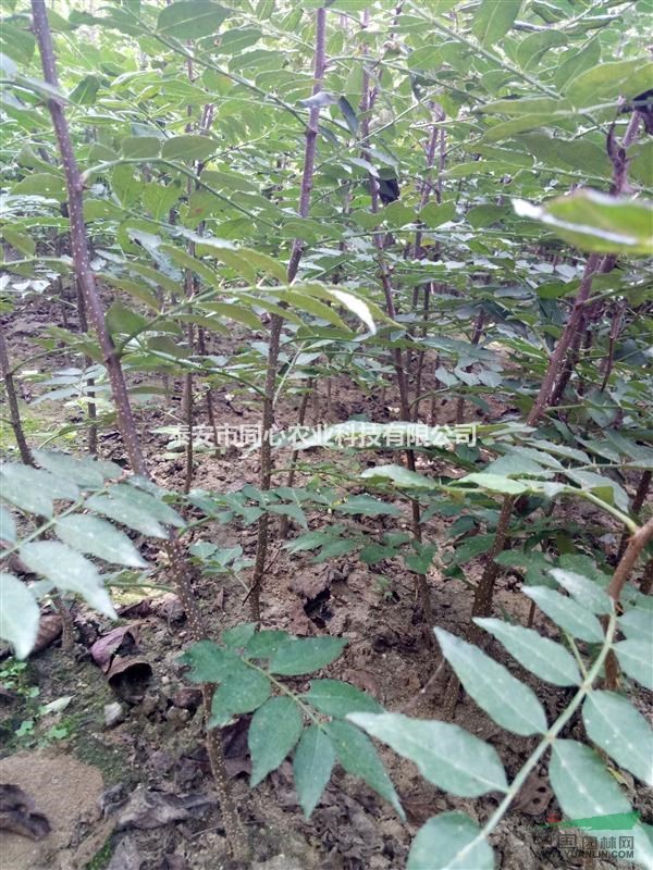 品種花椒苗繁育基地