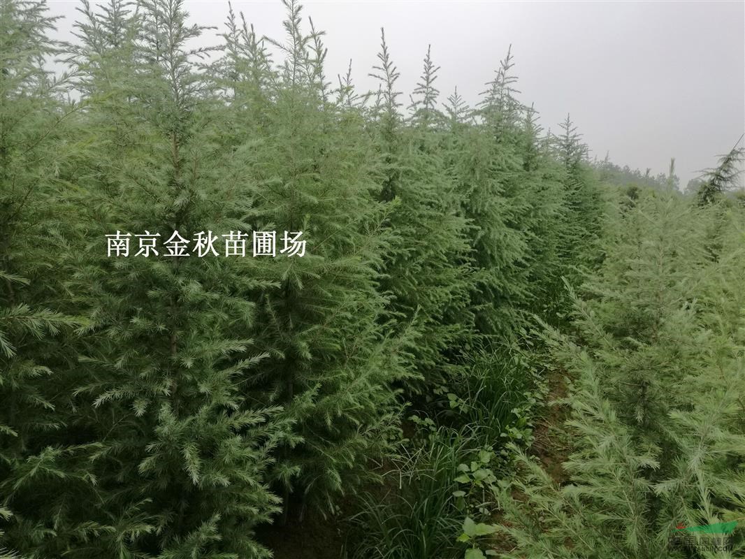 3米高雪松樹裝上車價(jià)格多少