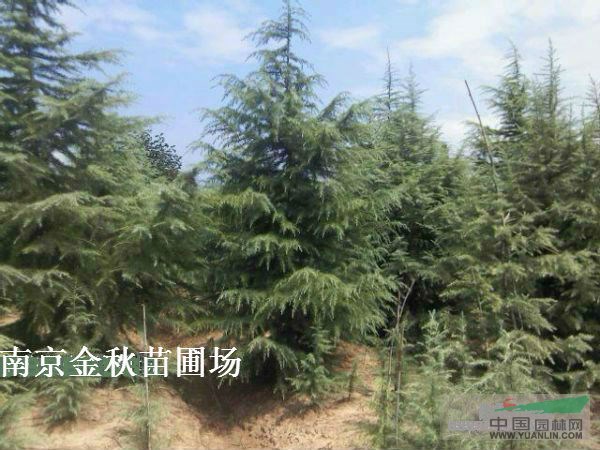 3米高雪松樹裝上車價(jià)格多少