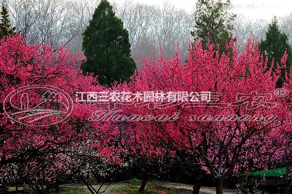 骨紅朱砂梅_梅花樹價(jià)格 梅花樹多少錢
