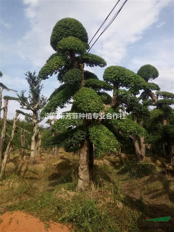 造型紅桎木(紅花繼木樁)20公分小葉女貞造型樹 3米造型赤楠