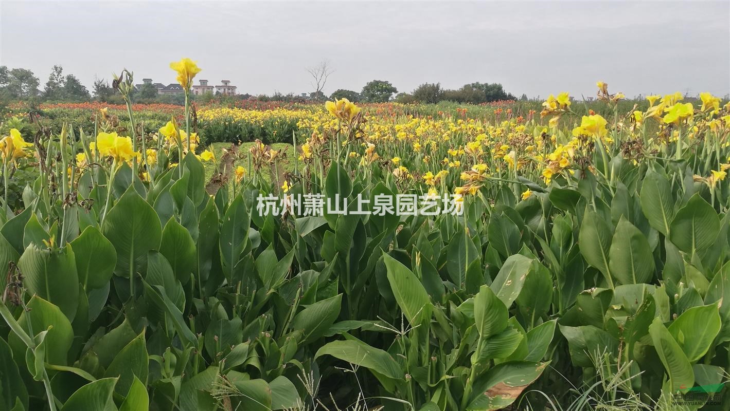 美人蕉紅花 黃花 花葉 紫葉美人蕉 水生美人蕉