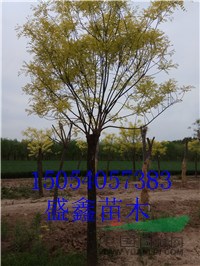 今年17公分柳樹基地