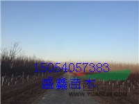 今年17公分柳樹基地