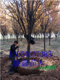 今年14公分旱柳價格-15公分旱柳價格