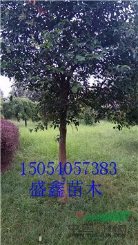 今年14公分旱柳價格-15公分旱柳價格