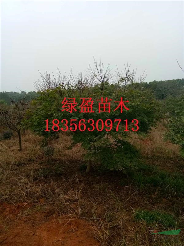 紅楓樹(shù) 紅楓樹(shù)價(jià)格 紅楓采購(gòu)商機(jī)