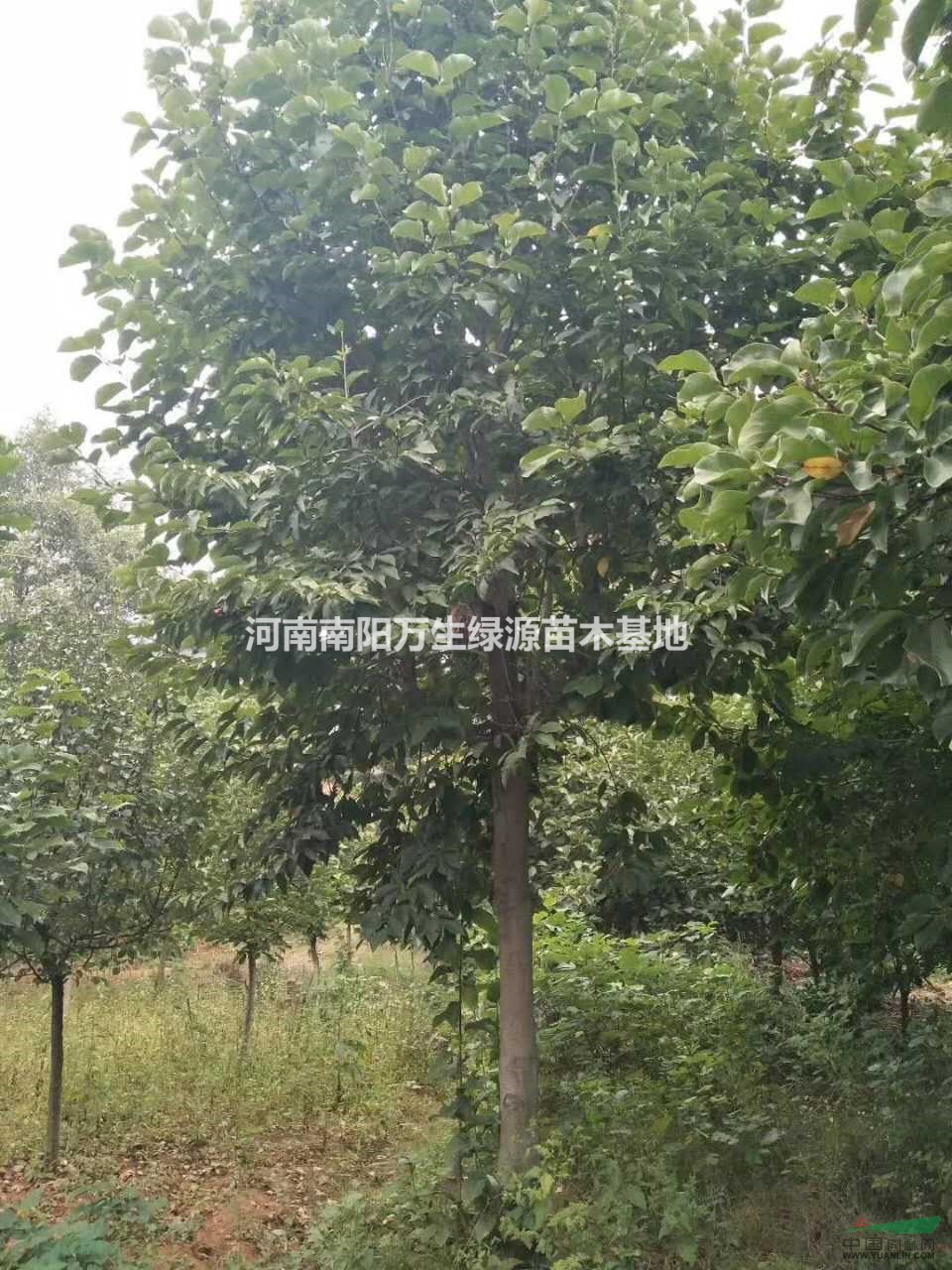 河南地區(qū)供應(yīng)6-35公分紅玉蘭 白玉蘭 黃玉蘭
